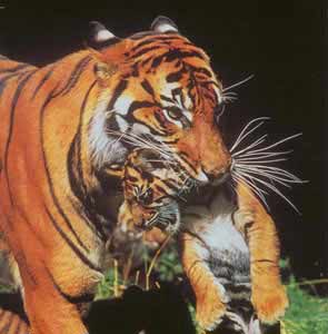 Salvate La Tigre [1973]